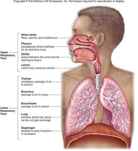 Where Is The Respiratory Center Located Quizlet - slidesharetrick