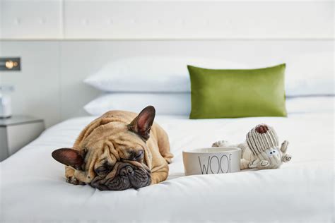 13 Best Pet-Friendly Hotels In The US