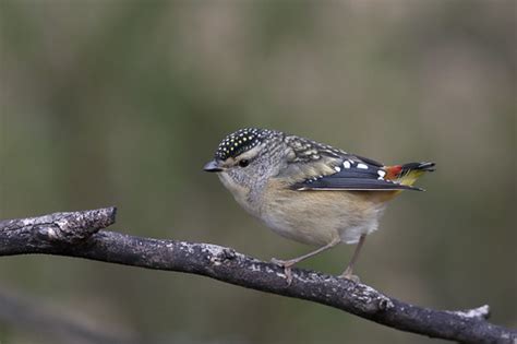 Spotted Pardalote female (Pardalotus punctatus) | Rise and S… | Flickr