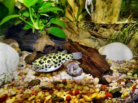 Dwarf Puffer | A to Z Guide - Care, Tank Mates, Size and Diet - HomeTanks