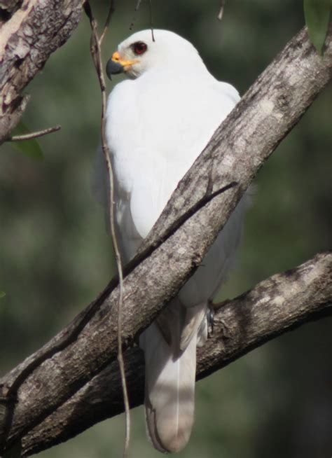 Richard Waring's Birds of Australia: Grey Goshawk - White Morph