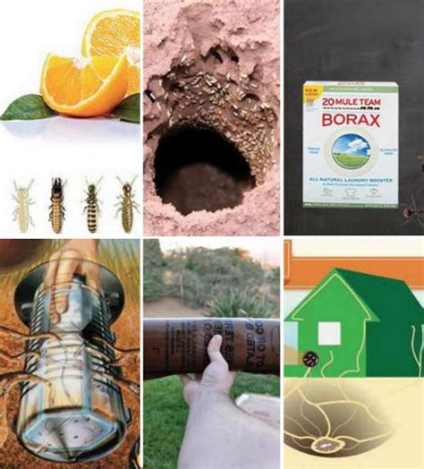 6 DIY Termite Treatments