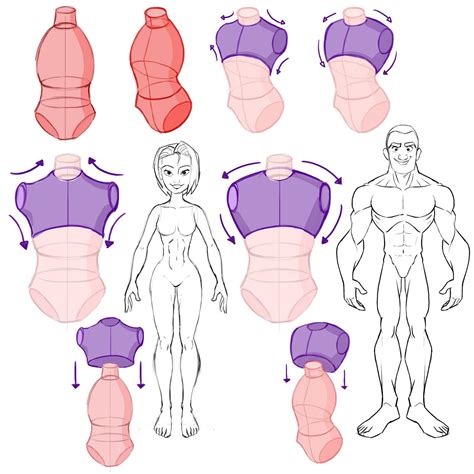 Learning drawing principles: torso