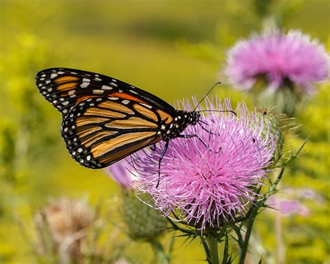 What is a Monarch’s Favorite Nectar Plant? Scientists are Seeking Your Observations | Xerces Society