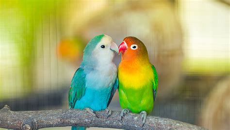 Loveable Lovebirds!