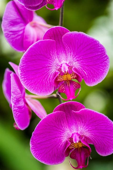 Orchids Venezuela Stock Photos - Free & Royalty-Free Stock Photos from Dreamstime