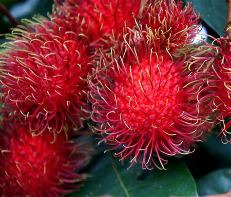 Rambután (Mamón Chino) Costa Rica