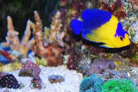 Show off your rare fish! | REEF2REEF Saltwater and Reef Aquarium Forum