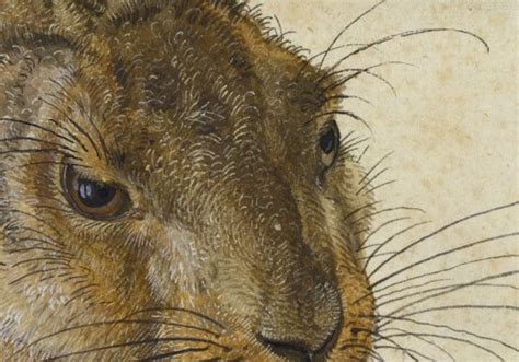 Young Hare by Albrecht Dürer - galleryIntell