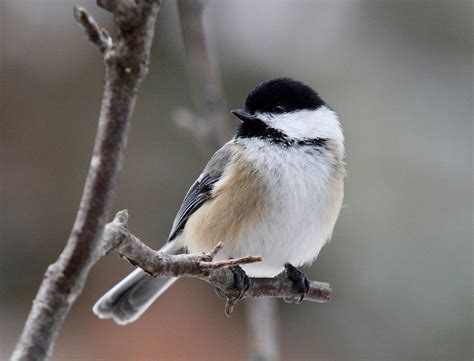 Birds of Northern Wisconsin - lifeinthenorthwoods