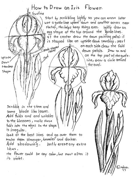 How to Draw Worksheets for The Young Artist: How to Draw an Iris Flower Worksheet