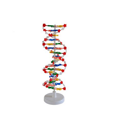 DNA model – Paper corner