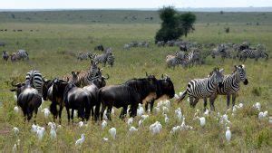 Animals / Wildlife in Serengeti | Serengeti national park wildlife