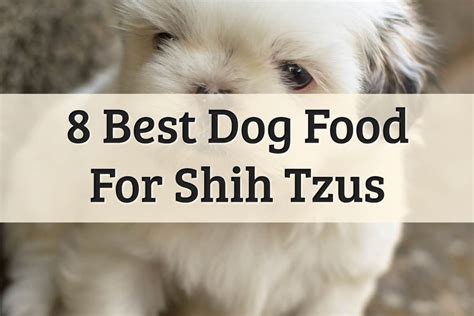 Shih Tzu Poodle Best Food - Shih Tzu Dog