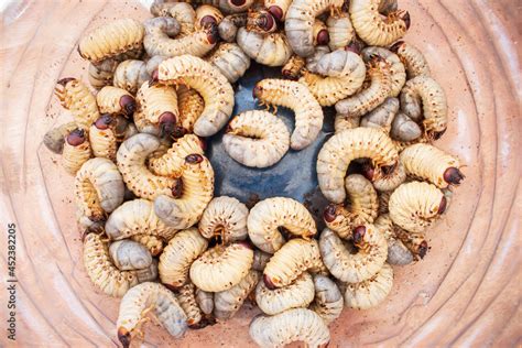 Bamboo worms close up. Living edible worms. Fat white caterpillars in ...