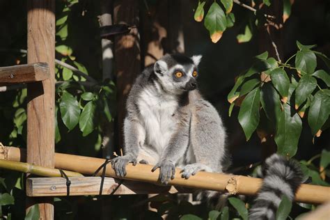 Ring-Tailed Lemur | Reid Park Zoo