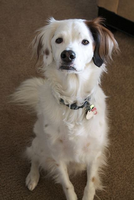 Chip (5 yrs), English Setter mix | Furbabies | Pinterest