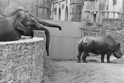 Pier 24 Garry Winogrand - "The Animals" - Pier 24