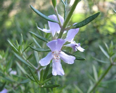 Rosemary Flower Ornamental - Free photo on Pixabay - Pixabay