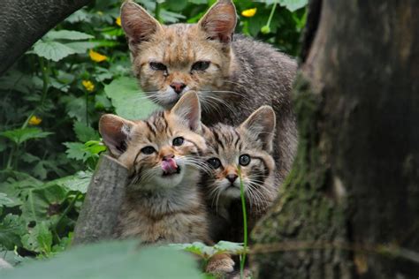 Junge Wildkatzen | blogged verwendet auf zooborns und new-ca… | Flickr