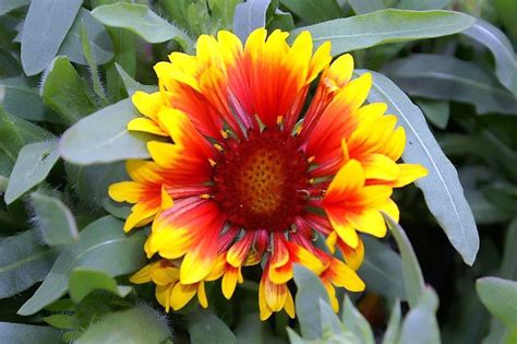 Blanketflower 'Fanfare' (Gaillardia × grandiflora 'Fanfare') - growing guides