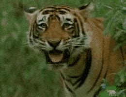 Tiger Roar GIFs - Find & Share on GIPHY