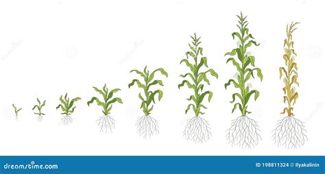 Growth Stages of Maize Plant. Corn Development Phases. Zea Mays. Ripening Period. the Life Cycle ...