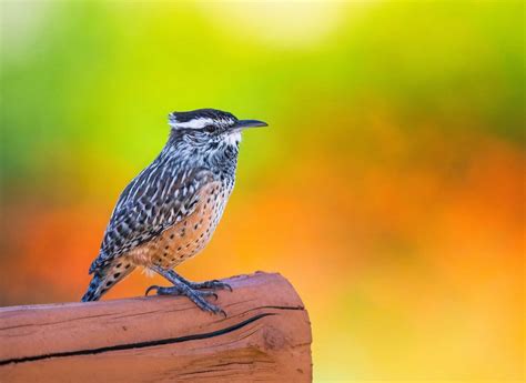 The State Bird of Arizona: The Cactus Wren – Nature Blog Network