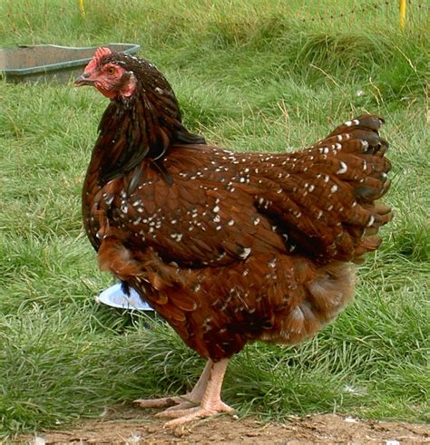 20 Amazing Rare Chicken Breeds With Special Characteristics | The Poultry Guide