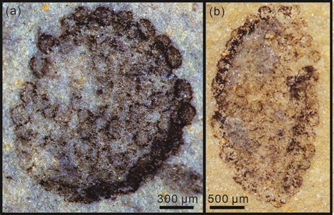 (Color online) Multicellular algal fossils from the Neoproterozoic ...