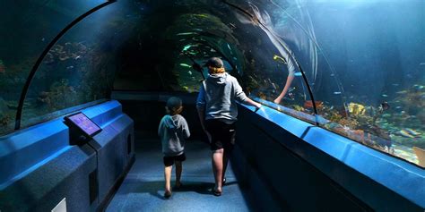 Family Travel: Sea Life Sunshine Coast Aquarium