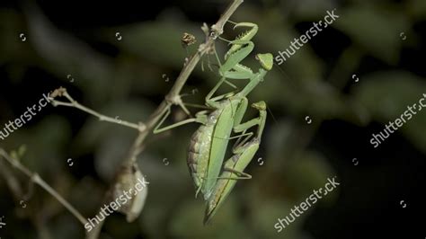 Mating Praying Mantises Close Male Female Editorial Stock Photo - Stock Image | Shutterstock