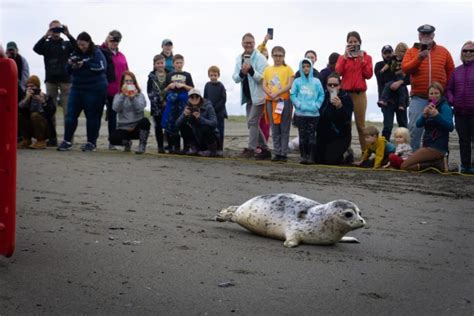 Rescued harbor seal pups return to Cook Inlet