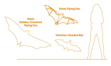 Great Flying Fox (Pteropus neohibernicus) Dimensions & Drawings | Dimensions.com