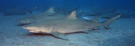 lemon-shark - Marine Fish Conservation Network