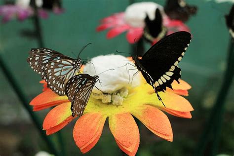 The Butterfly Park, Bannerghatta | LBB, Bangalore