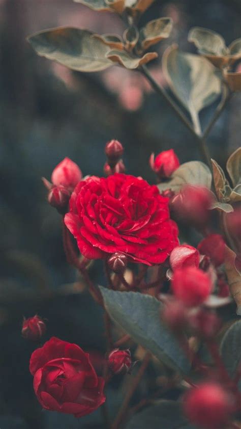 🔥 Download Red Rose Garden Aesthetic Background iPhone Redrose by ...