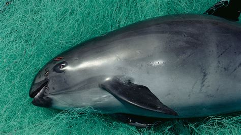 Update: After death of captured vaquita, conservationists call off ...