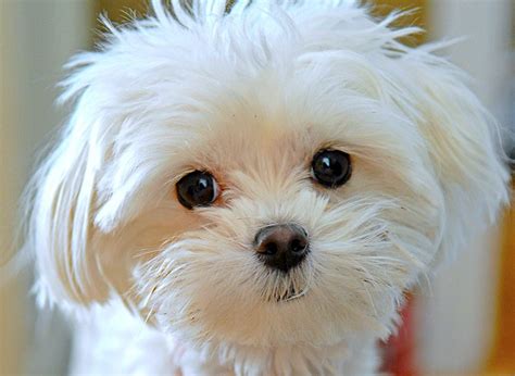 20 Best Are Maltese Dogs Smart?