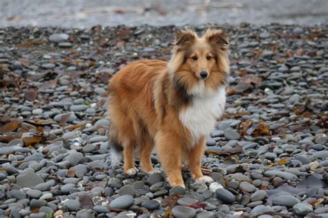 Bryn | Sheltie, Mini collie, Collie