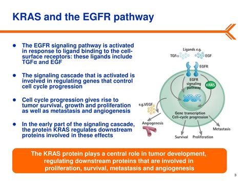 PPT - KRAS testing in colorectal cancer: an overview PowerPoint Presentation - ID:5062649