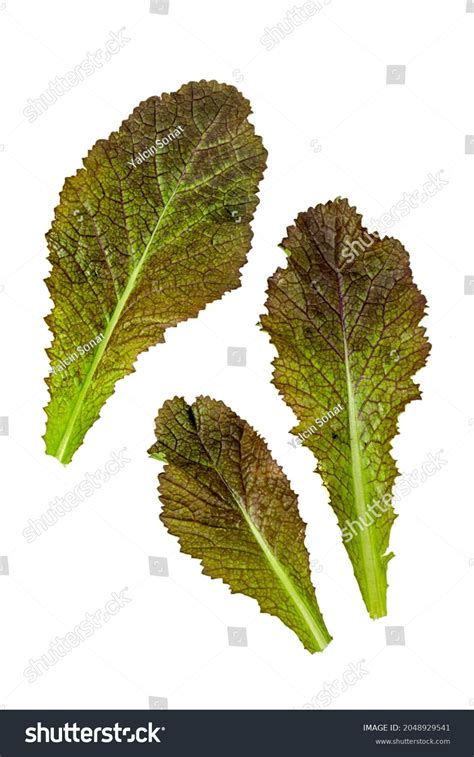 59,198 Mustard leaves Images, Stock Photos & Vectors | Shutterstock