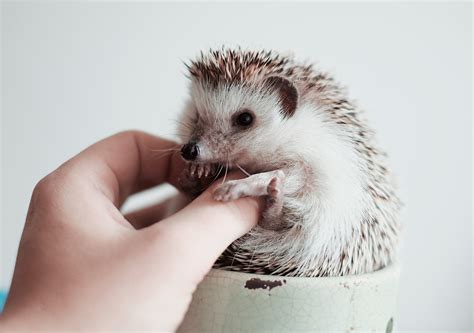 Wobbly Hedgehog Syndrome: Symptoms & Treatments — River Landings Animal Clinic in Bradenton, Florida