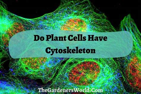 Do Plant Cells Have Cytoskeleton? Functions & Structure - The Gardeners ...