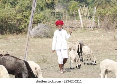 1,153 Sheep Farming Indian Images, Stock Photos & Vectors | Shutterstock