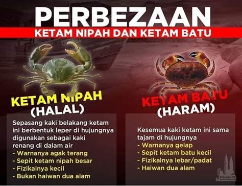 Perbezaan Ketam Nipah dan Ketam Batu - AMIRNAWAWI