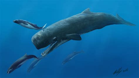 Sperm whales are wacky, weird, and wonderful! Here’s why… - National ...