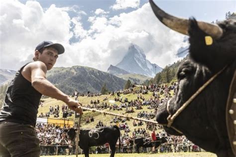 Zermatt to Host Cow Fighting Festival in 2021 - Matterhorn Chalets