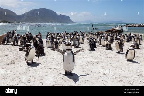 Penguins - African penguins - Spheniscus demersus - in a colony at ...