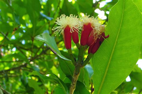 Liliana Usvat - Reforestation and Medicinal use of the Trees : Mosquito ...